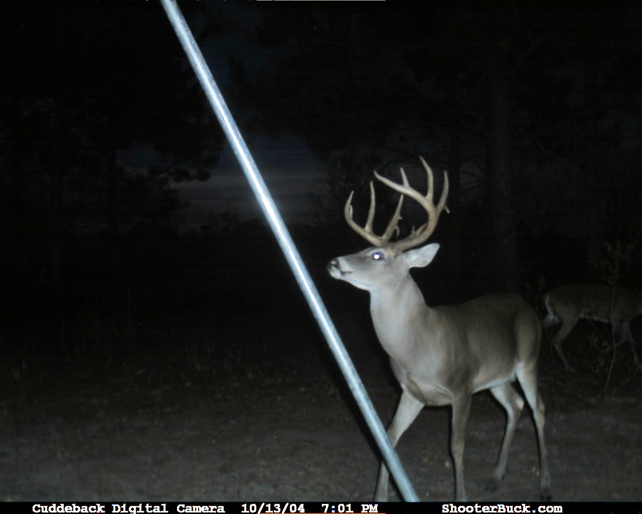 Southwest Louisiana Rice Field No limit goose hunting and regular